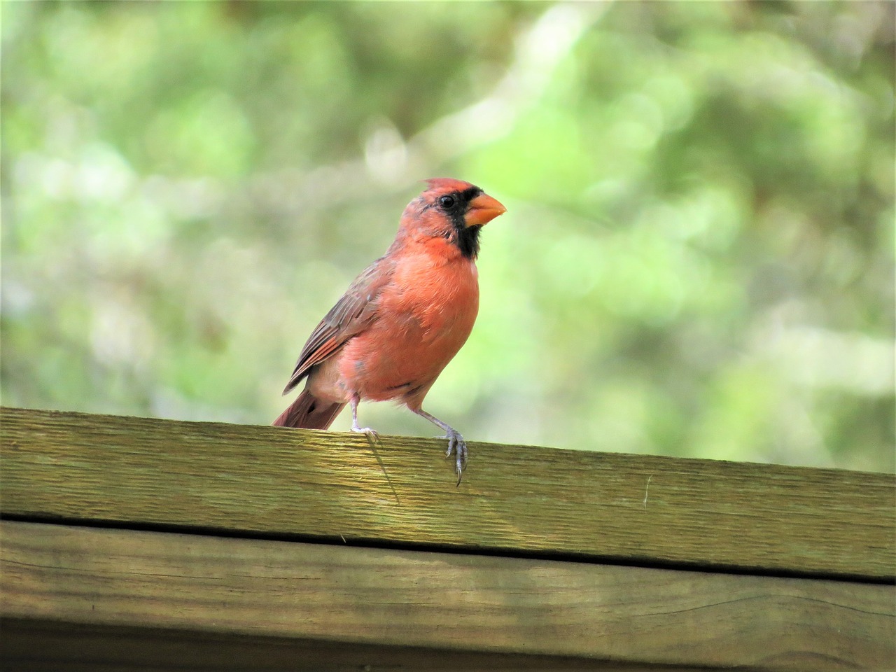 Image - bird redbird wild fence green