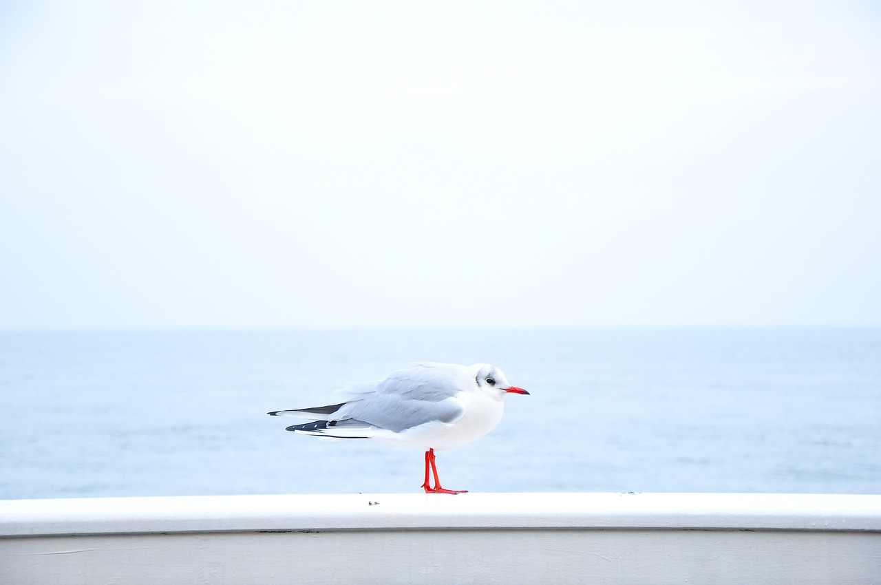 Image - sky blue water ocean bird