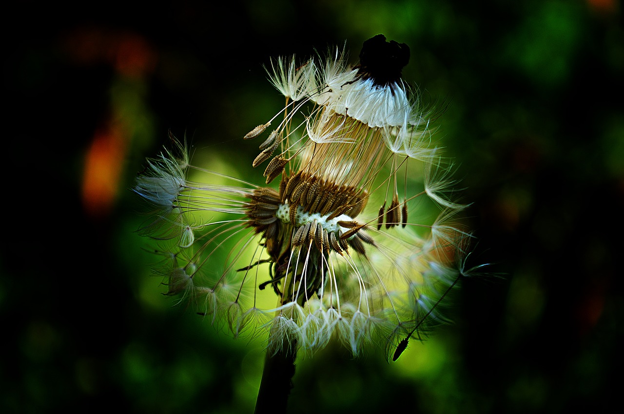 Image - dandelion summer flowers wildflower