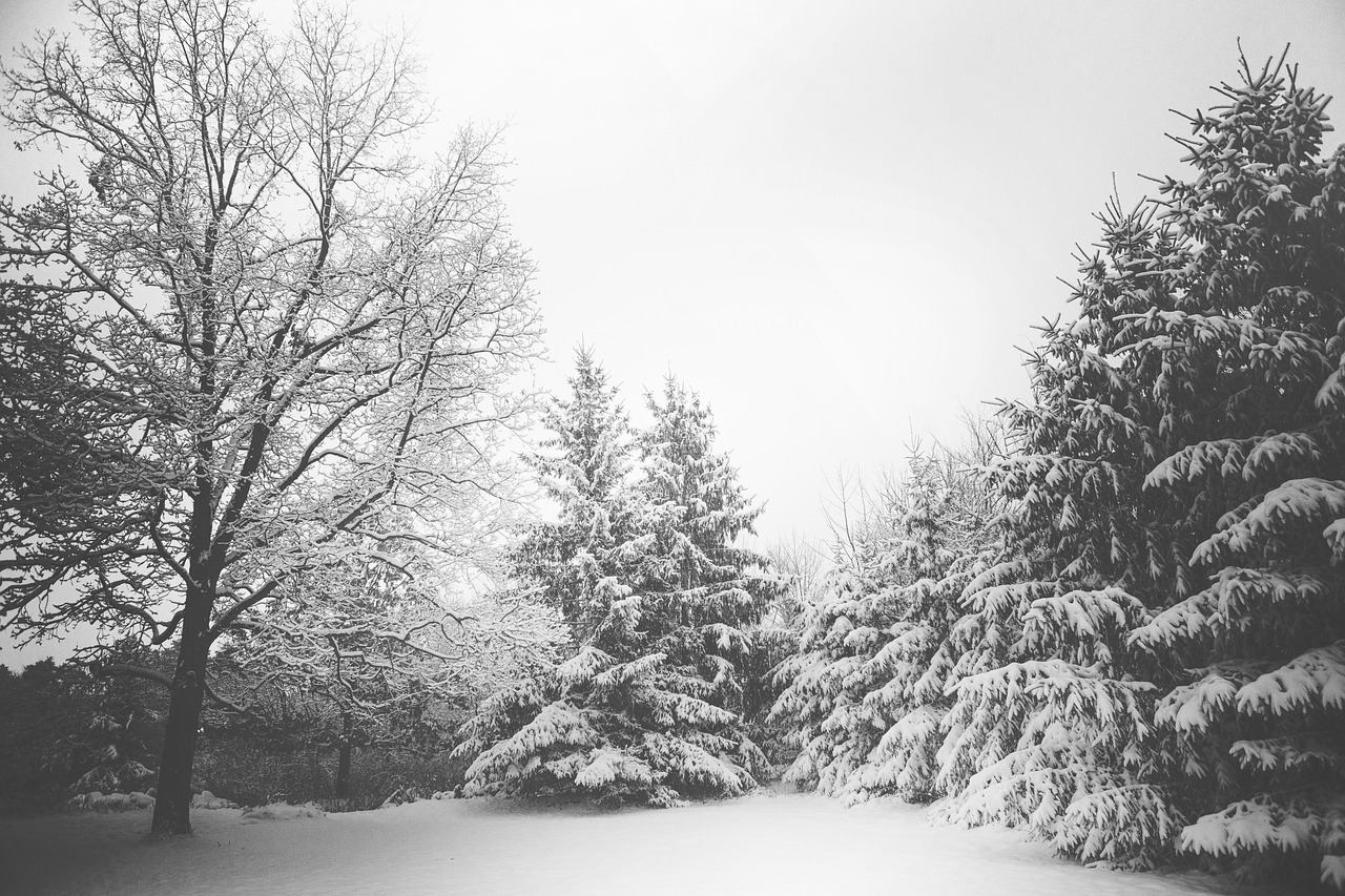 Image - winter snow cold trees nature