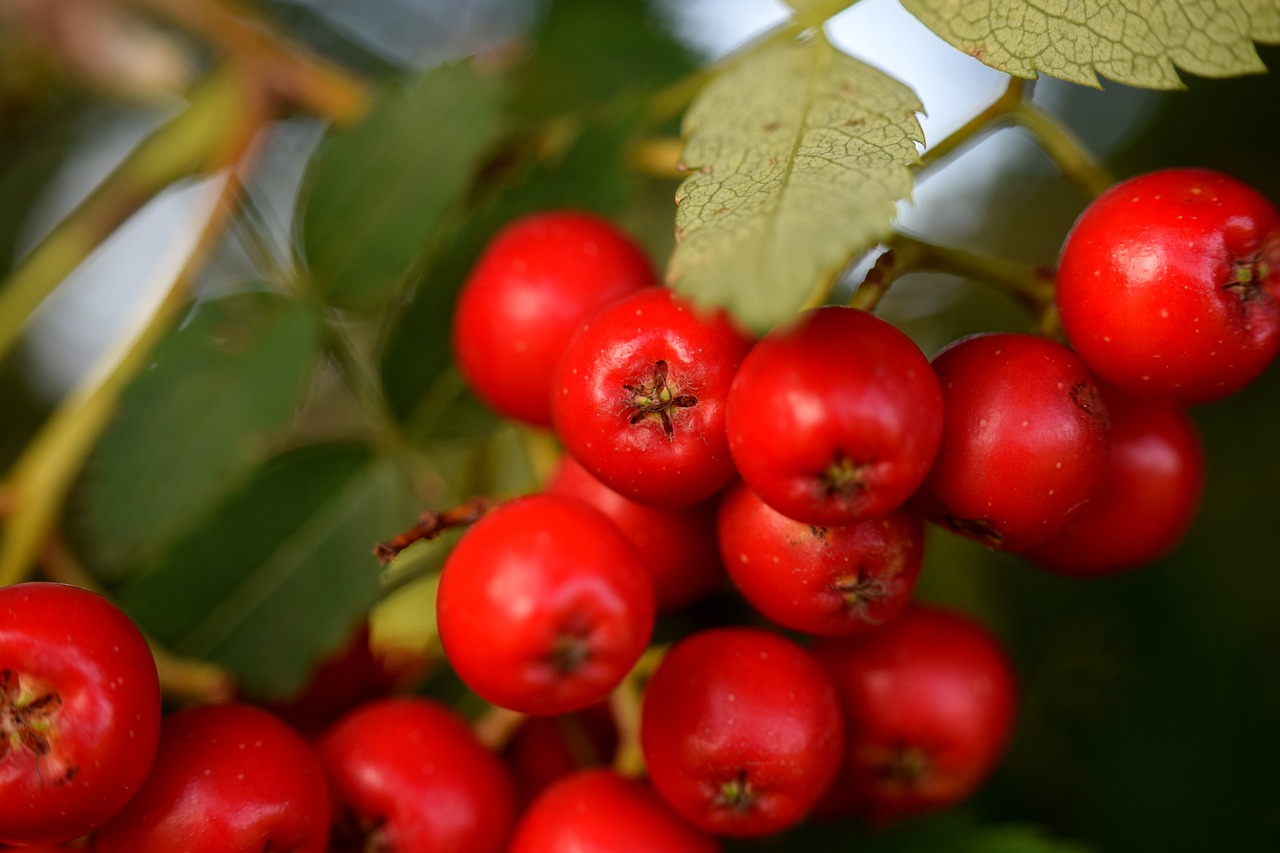 Image - rowanberries red berries nature