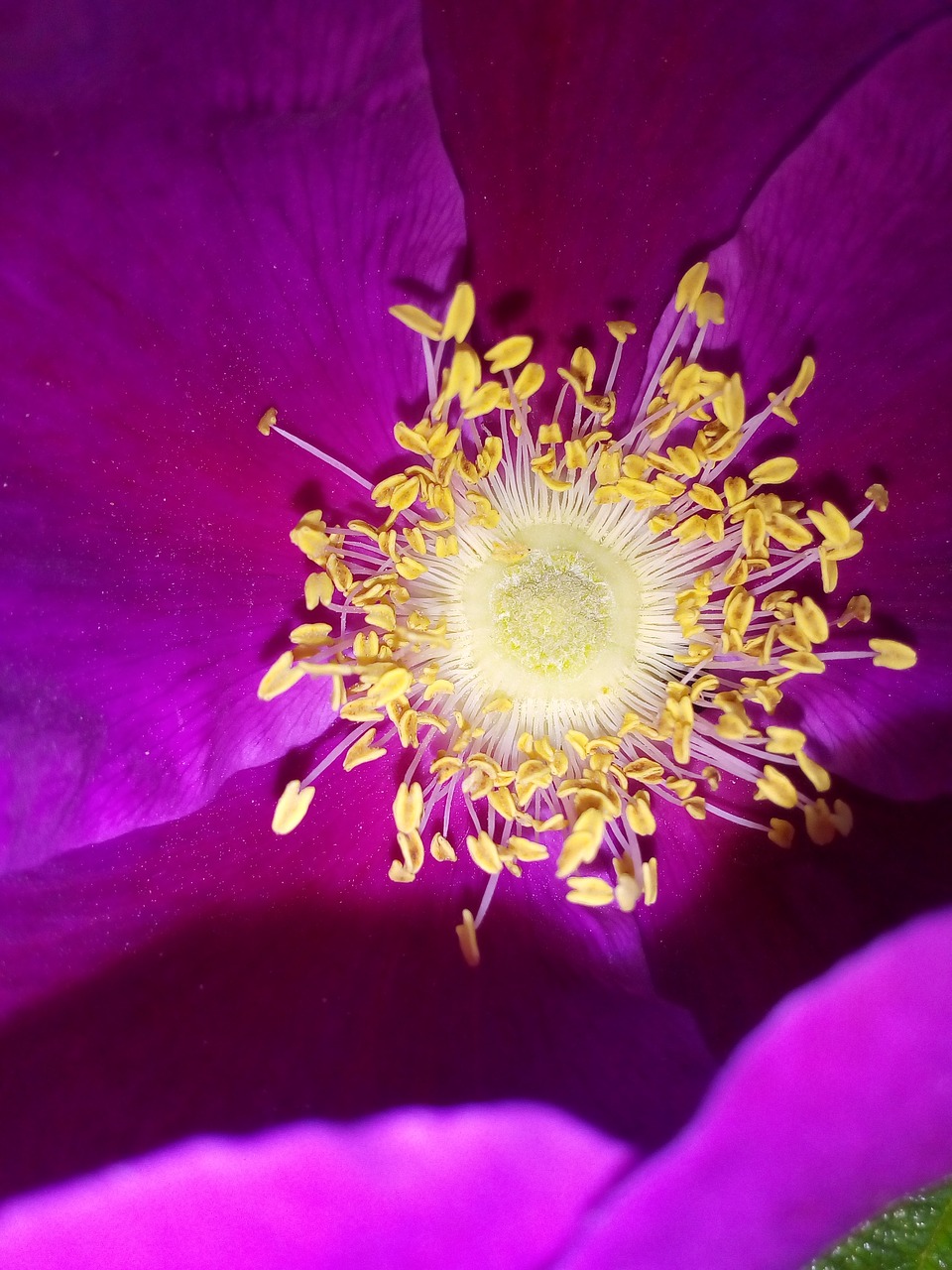 Image - pistil stamen core flower rose hip