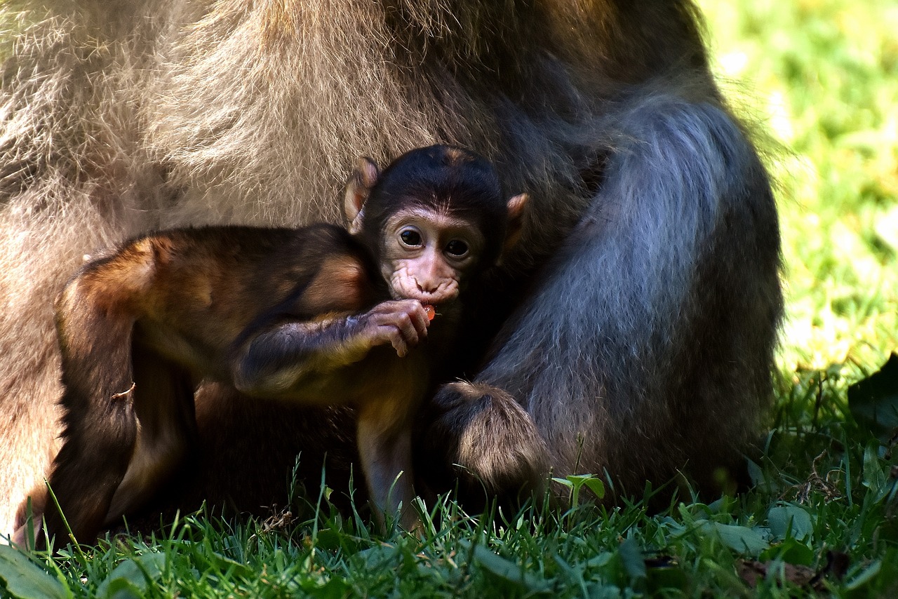 Image - ape baby monkey curious barbary ape