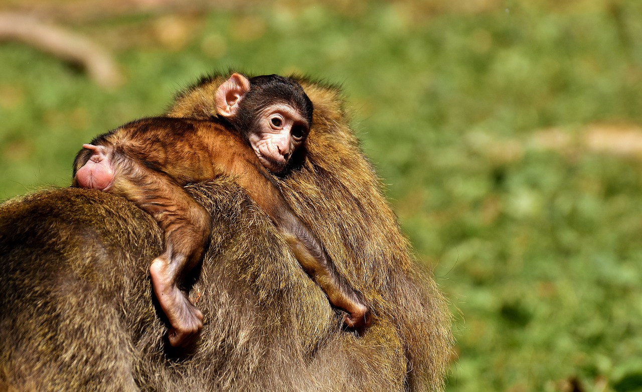 Image - ape baby monkey barbary ape