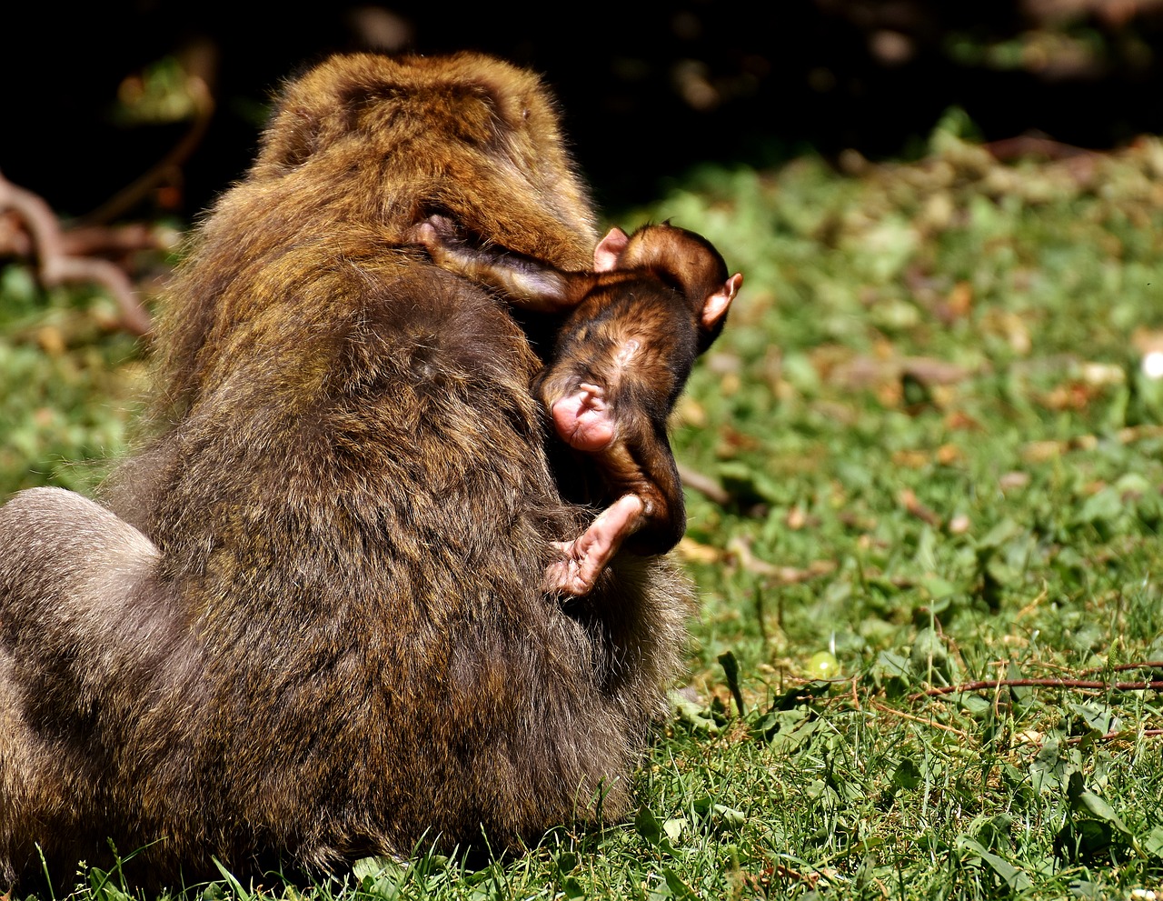 Image - ape baby monkey curious barbary ape