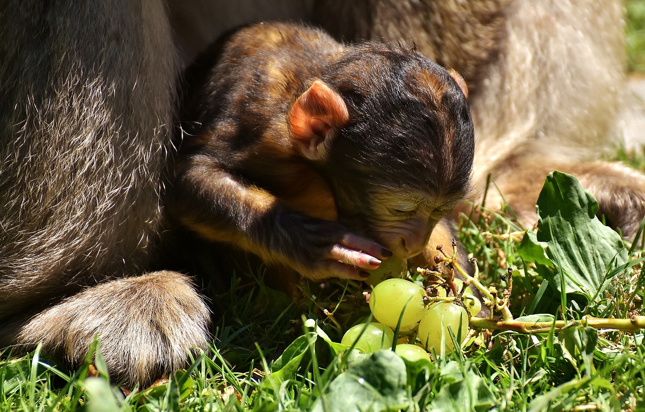 Image - ape baby monkey grapes curious