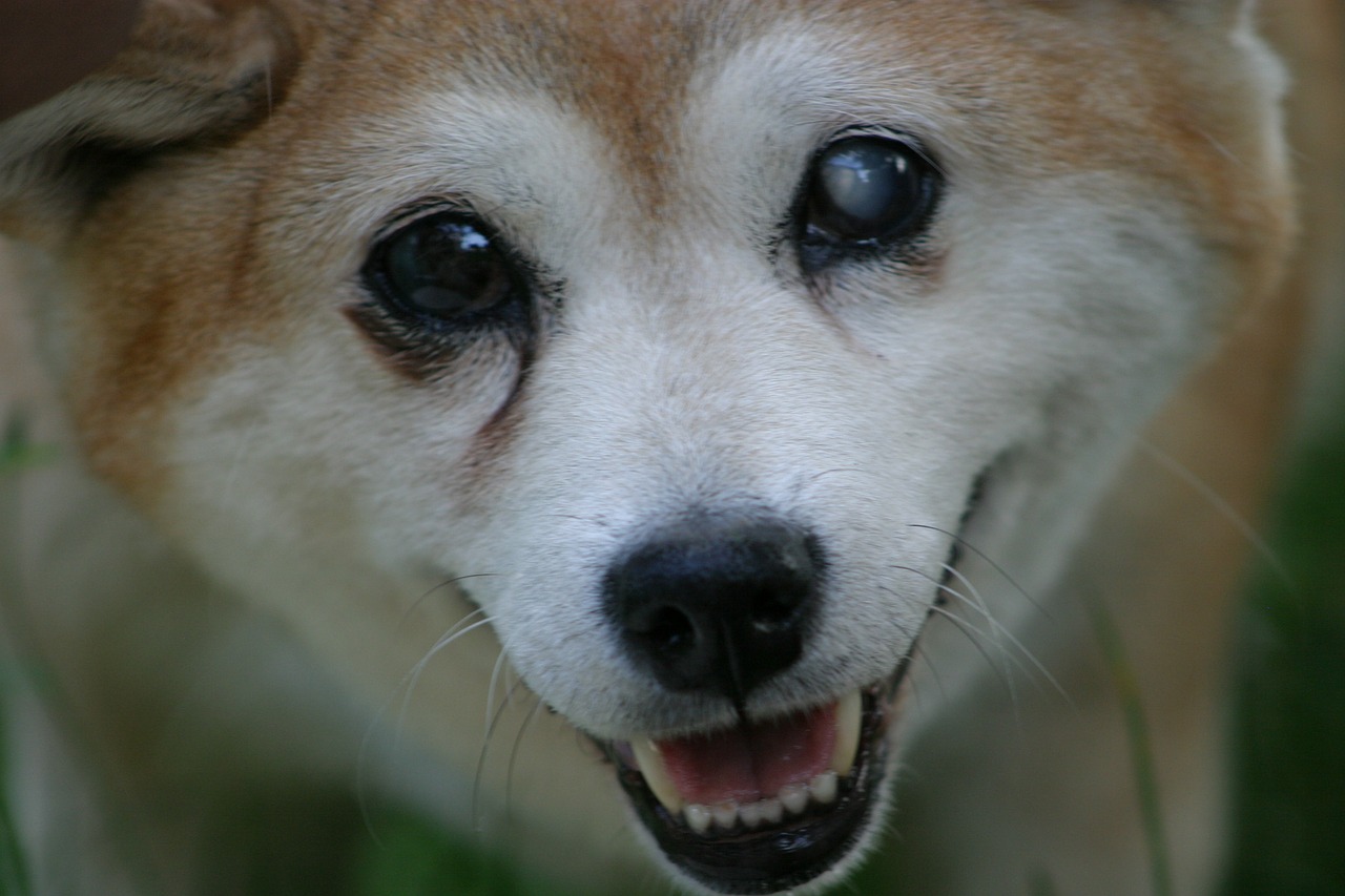 Image - shiba inu dog blind smile portrait