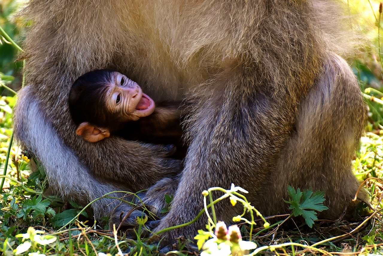 Image - ape baby monkey barbary ape