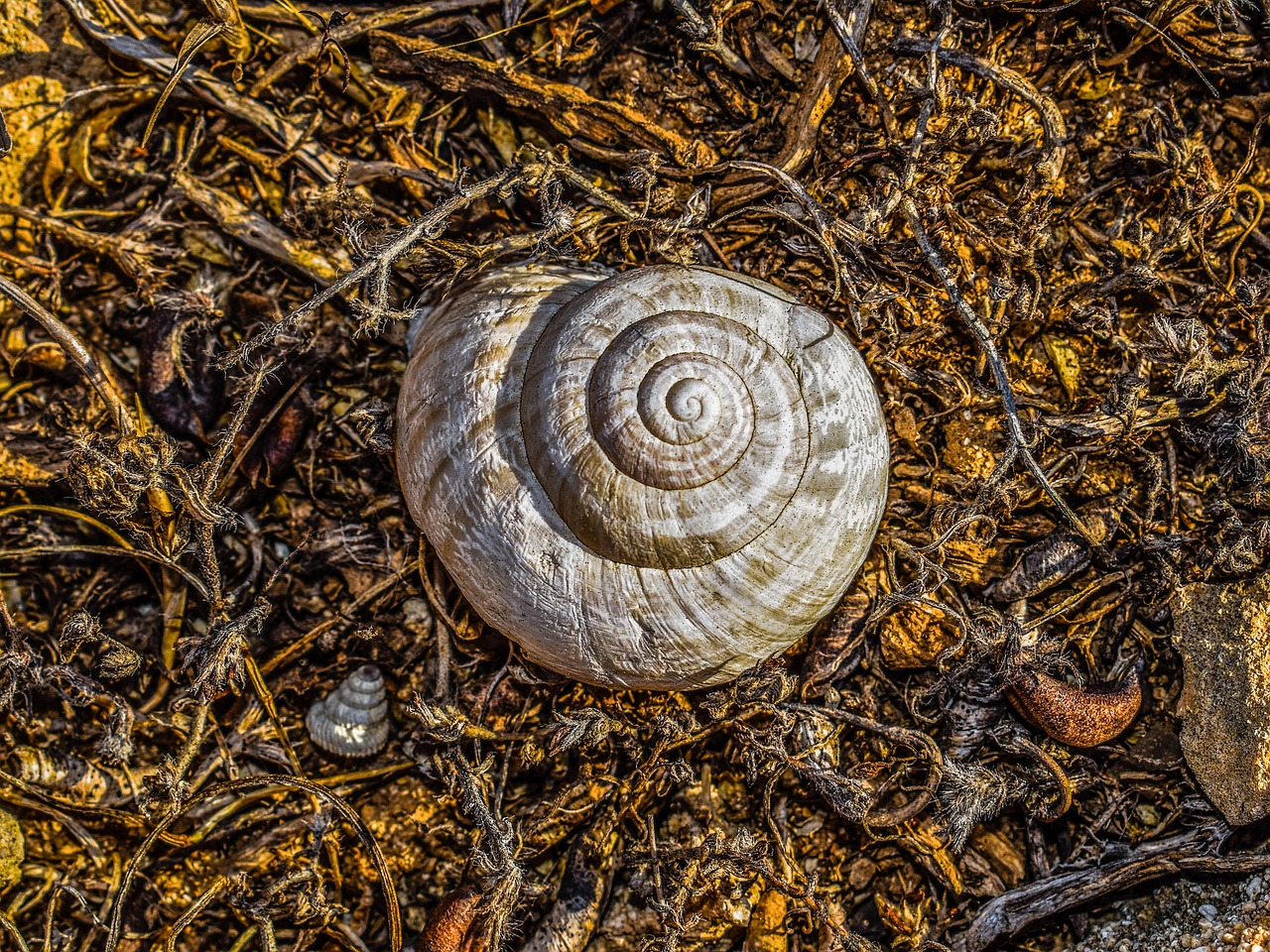 Image - shell helix nature spiral ground