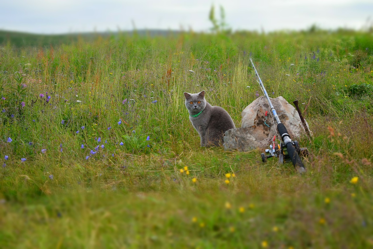 Image - cat pet peninsula kola