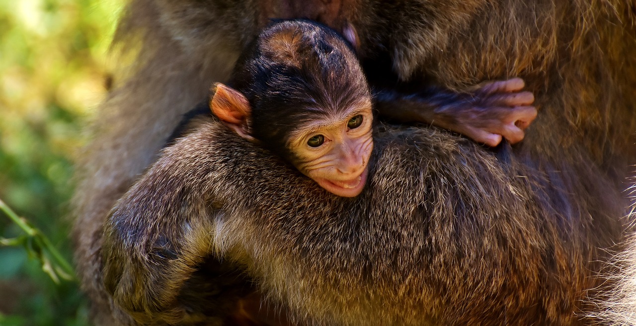 Image - ape baby monkey curious barbary ape