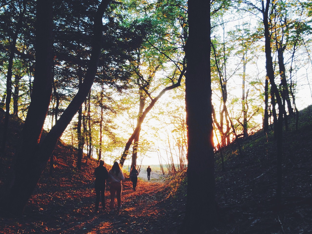 Image - trees woods people walking trail