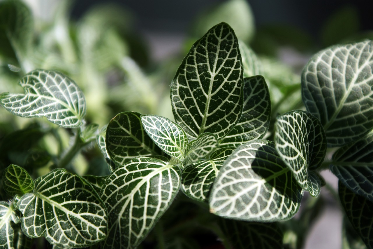 Image - leaf plants nature wipes abstract