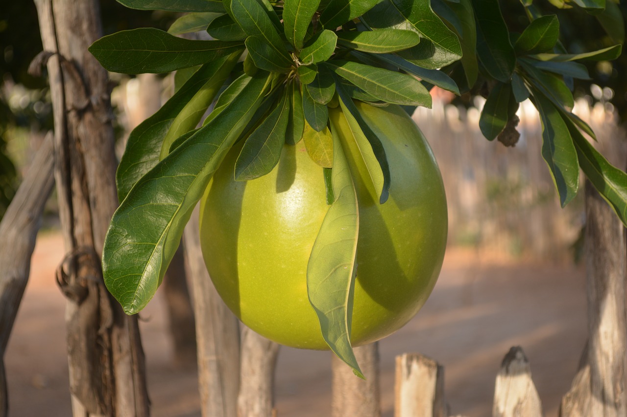 Image - gourd nature porongo