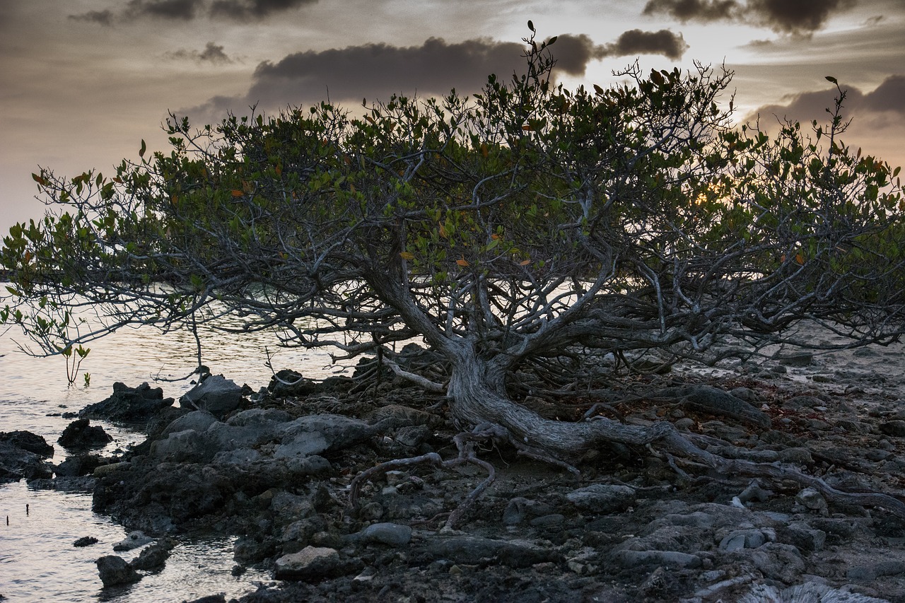 Image - divi tree water rocks