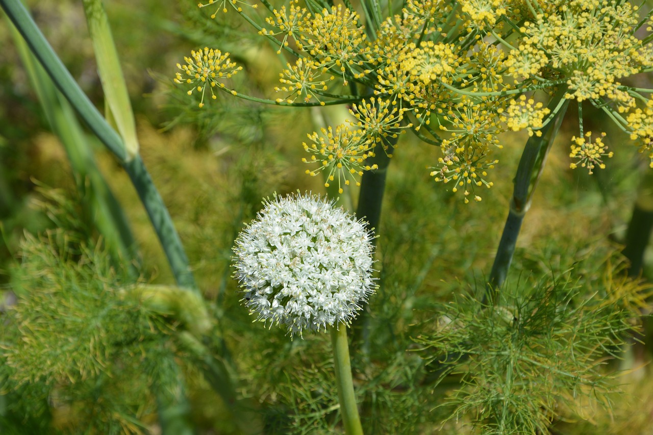 Image - white flowers nature massif flower