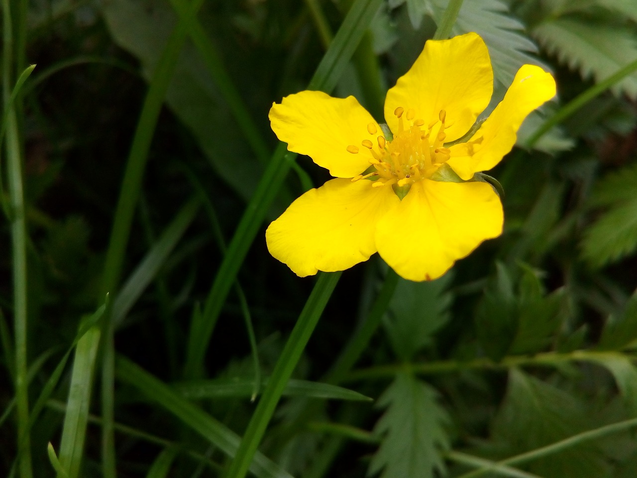 Image - flower yellow wild herbs closeup