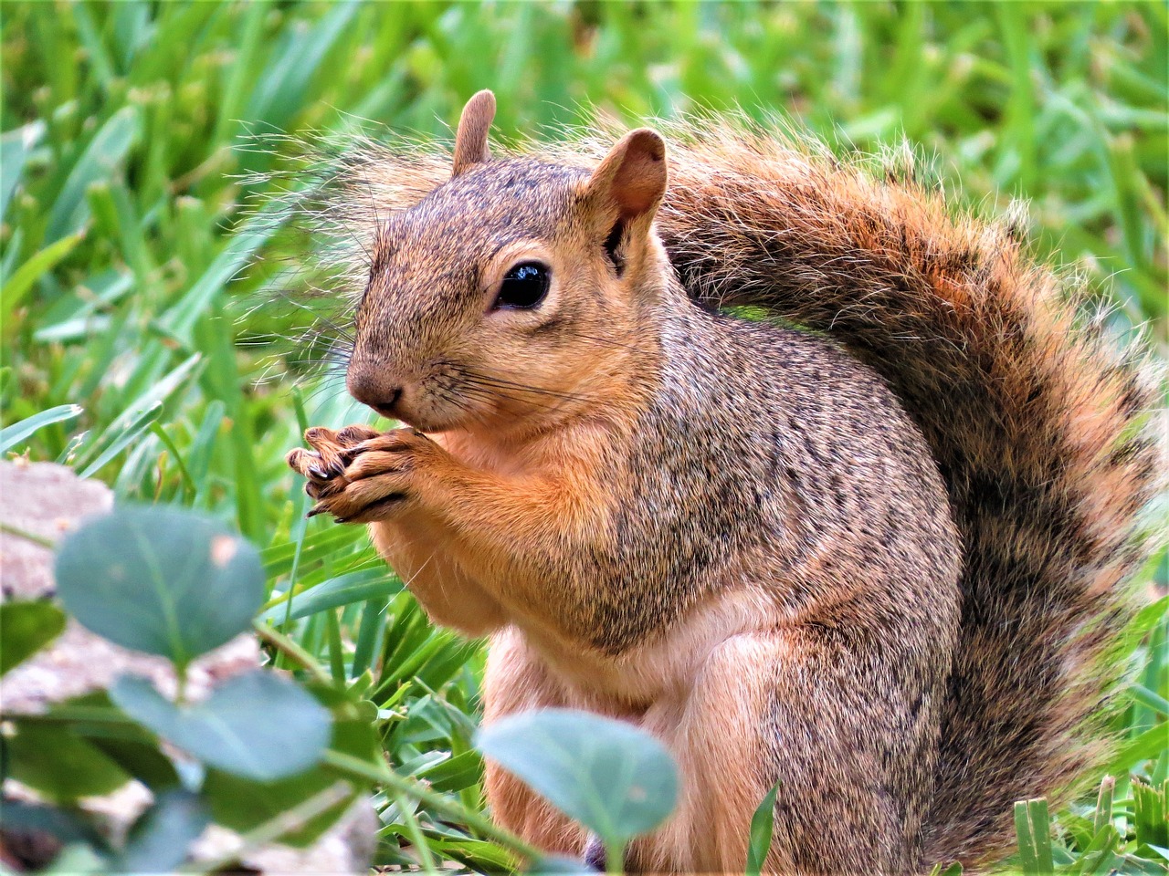 Image - squirrel close up brown gray