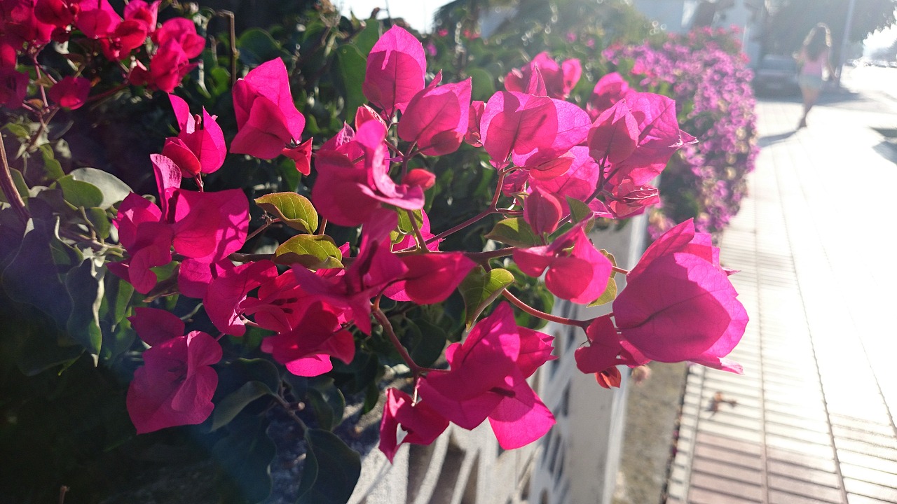 Image - pink flowers garden fence