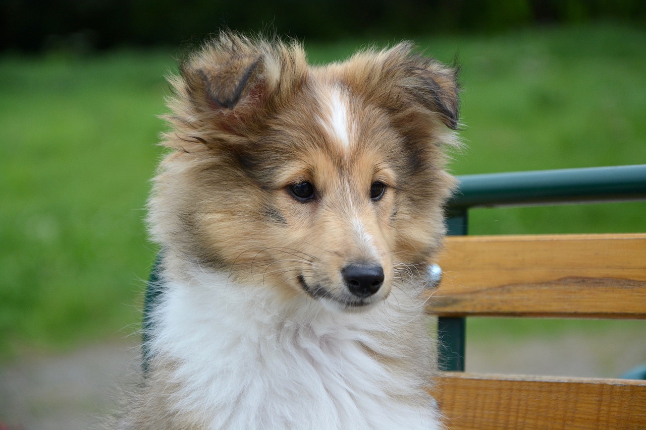 Image - shetland sheepdog head face look