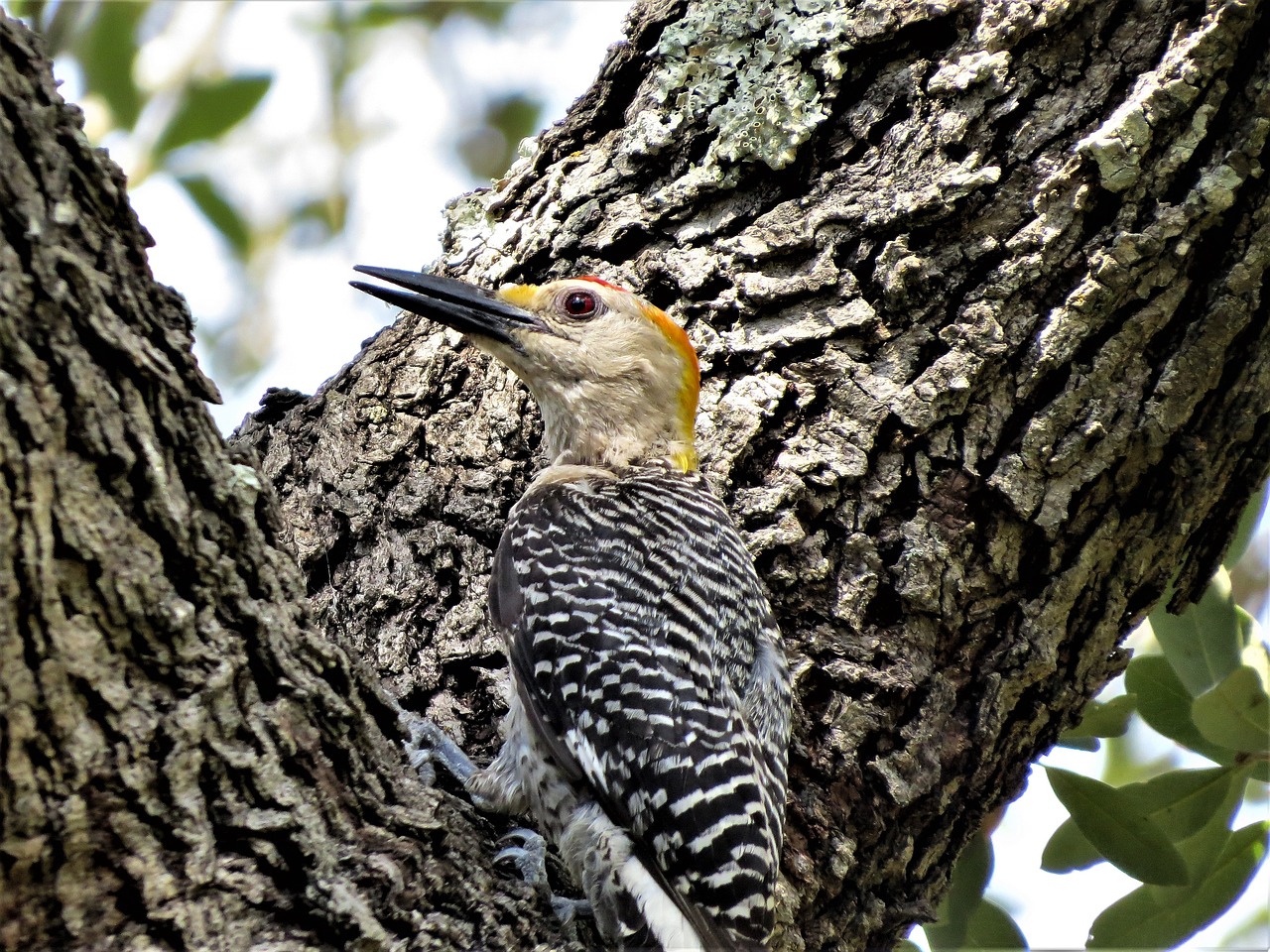 Image - bird colorful close up woodpecker