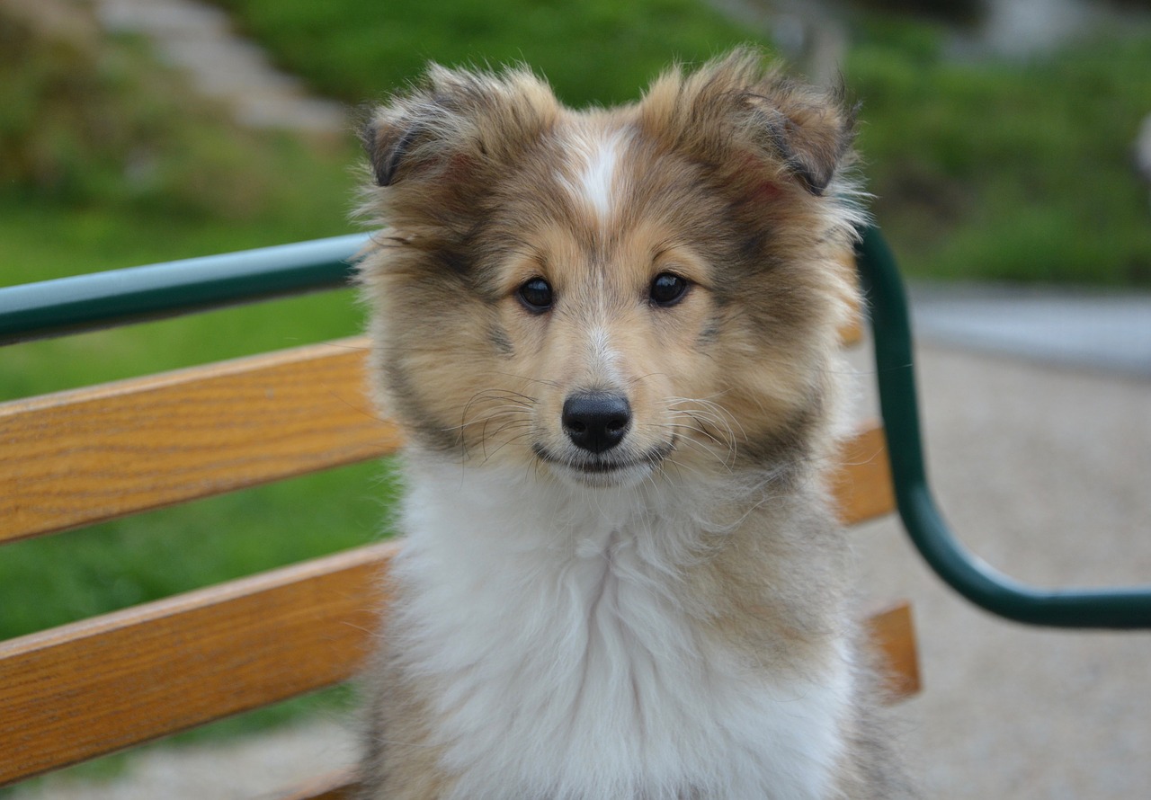 Image - dog shetland sheepdog race head