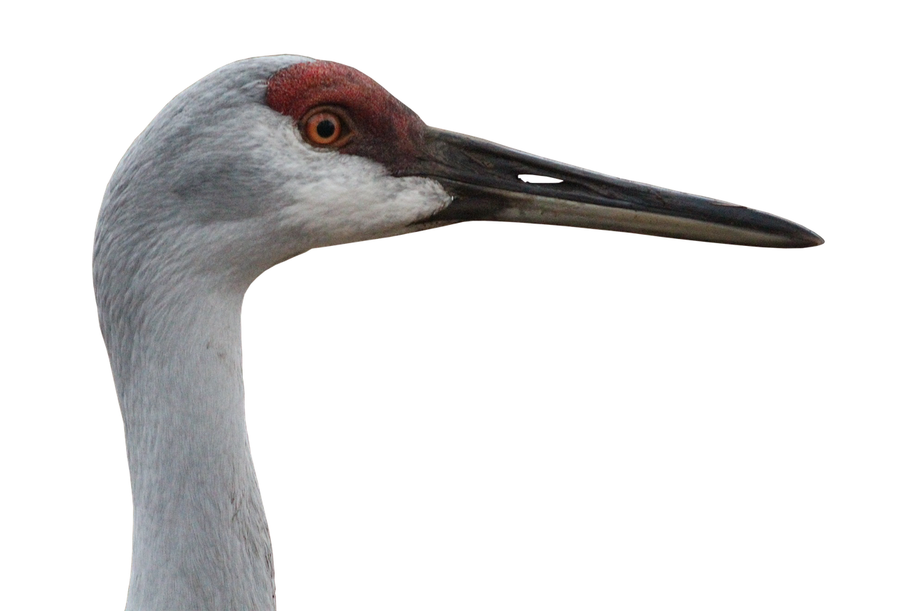 Image - canada crane crane animal world