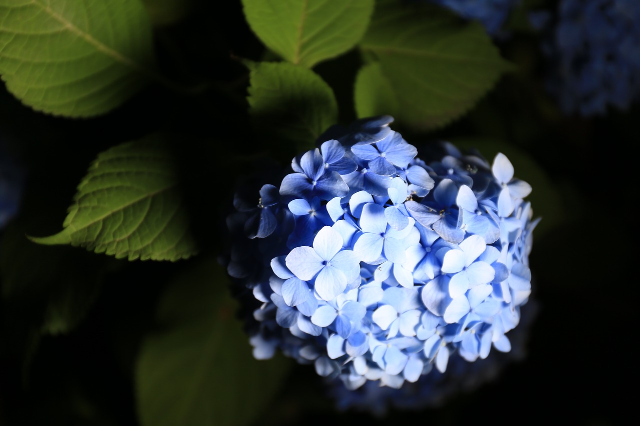 Image - hydrangea flowers park july june