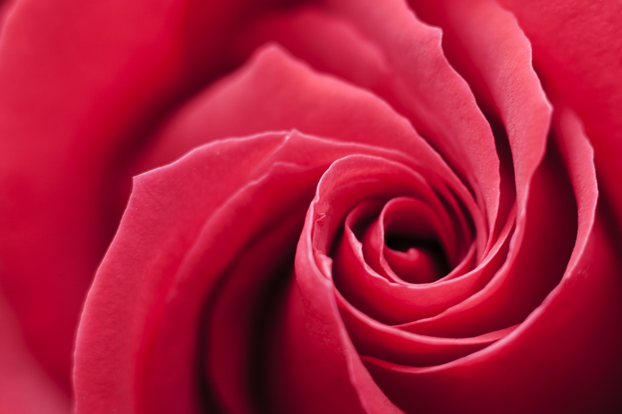 Image - rose red swirl background flower