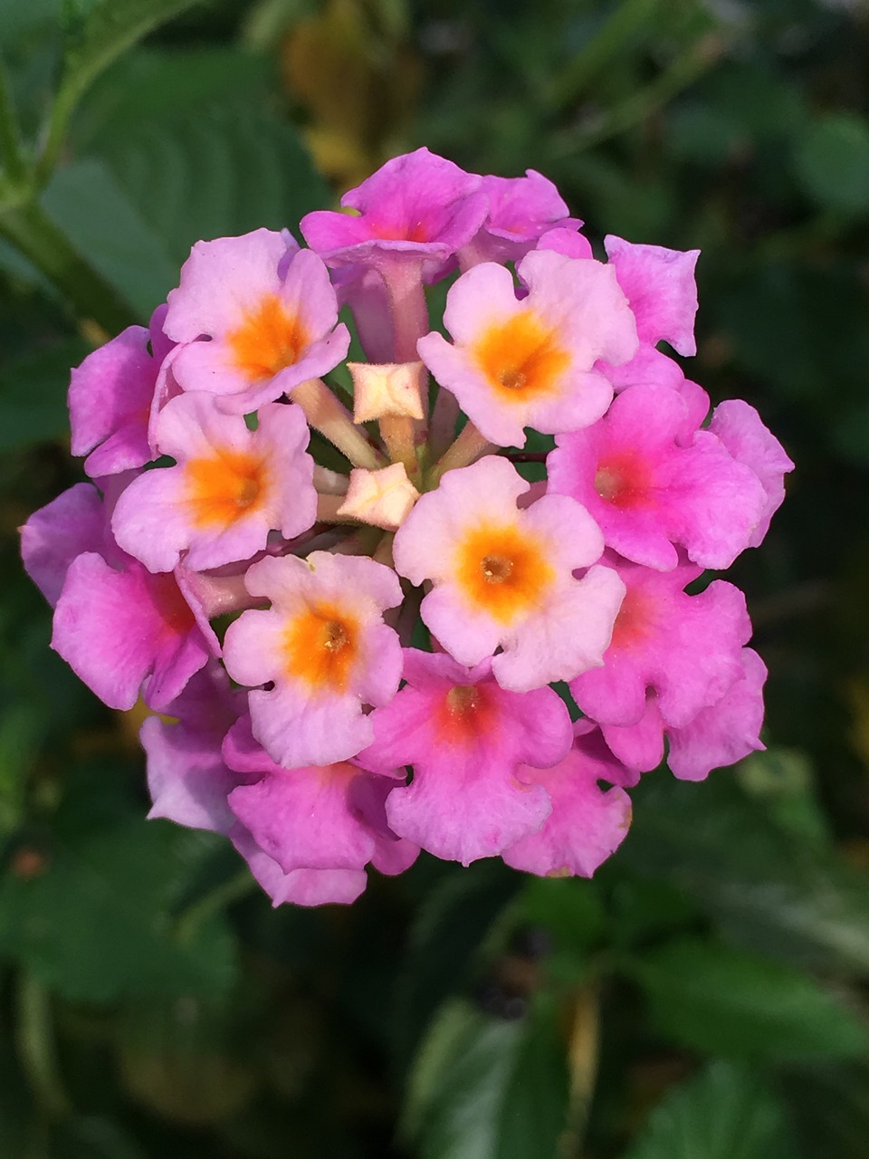 Image - flower pink lantana blossom nature