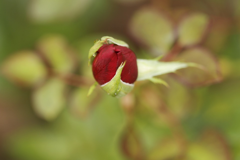 Image - rosa flower nature red roses