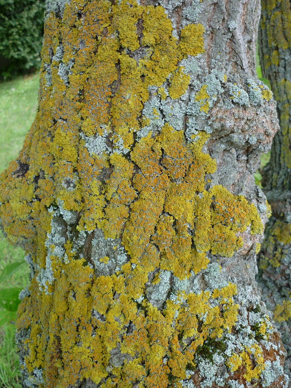 Image - lichen yellow greenish stains