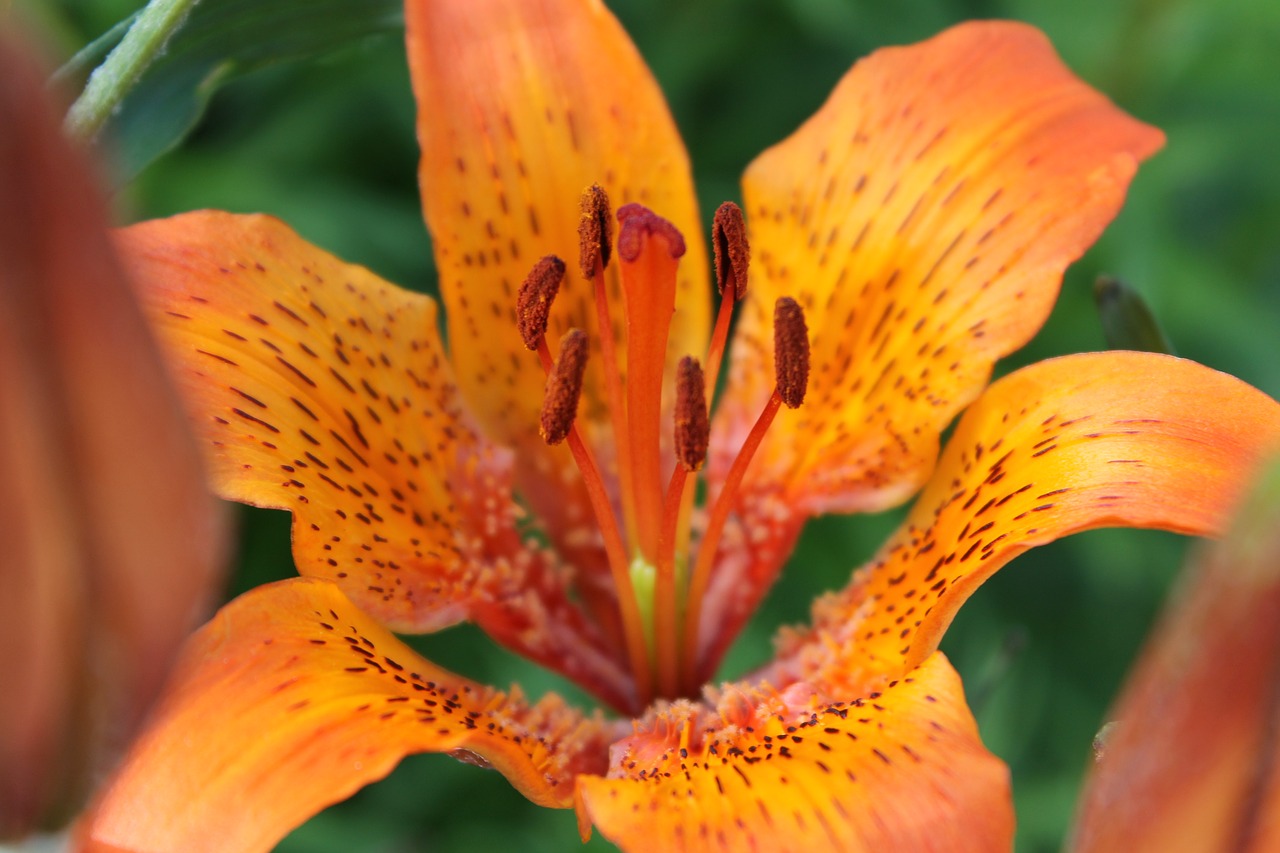 Image - lily flower macro photography