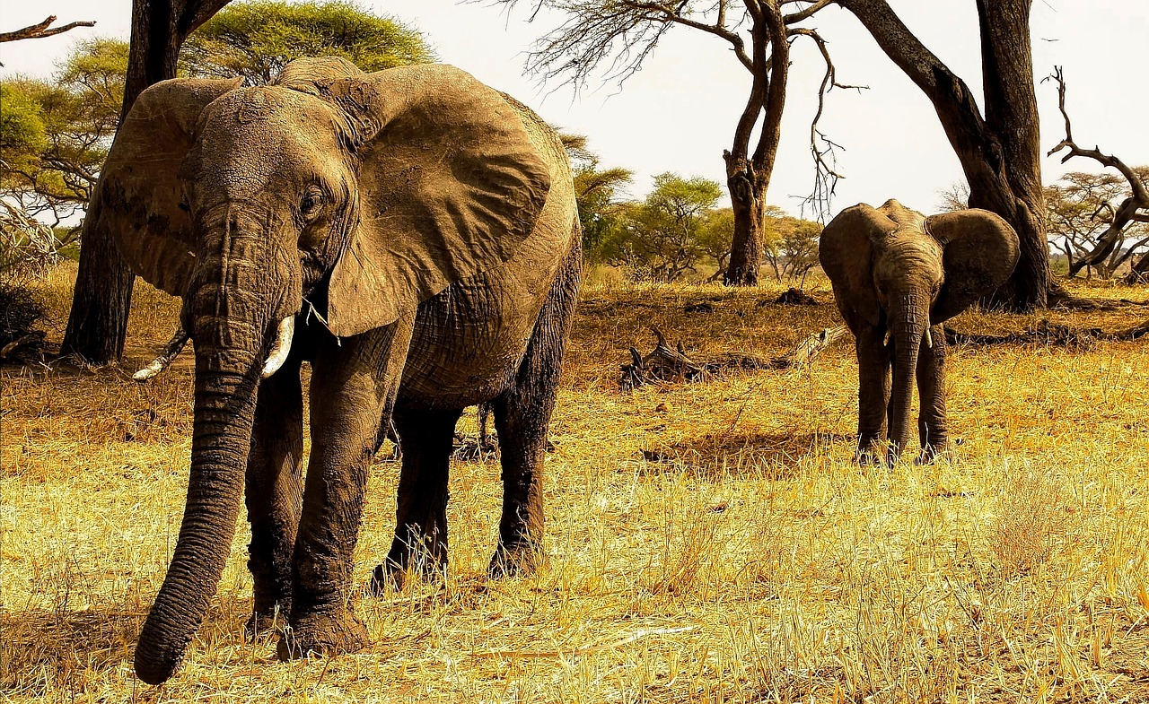 Image - africa tanzania elephants nature