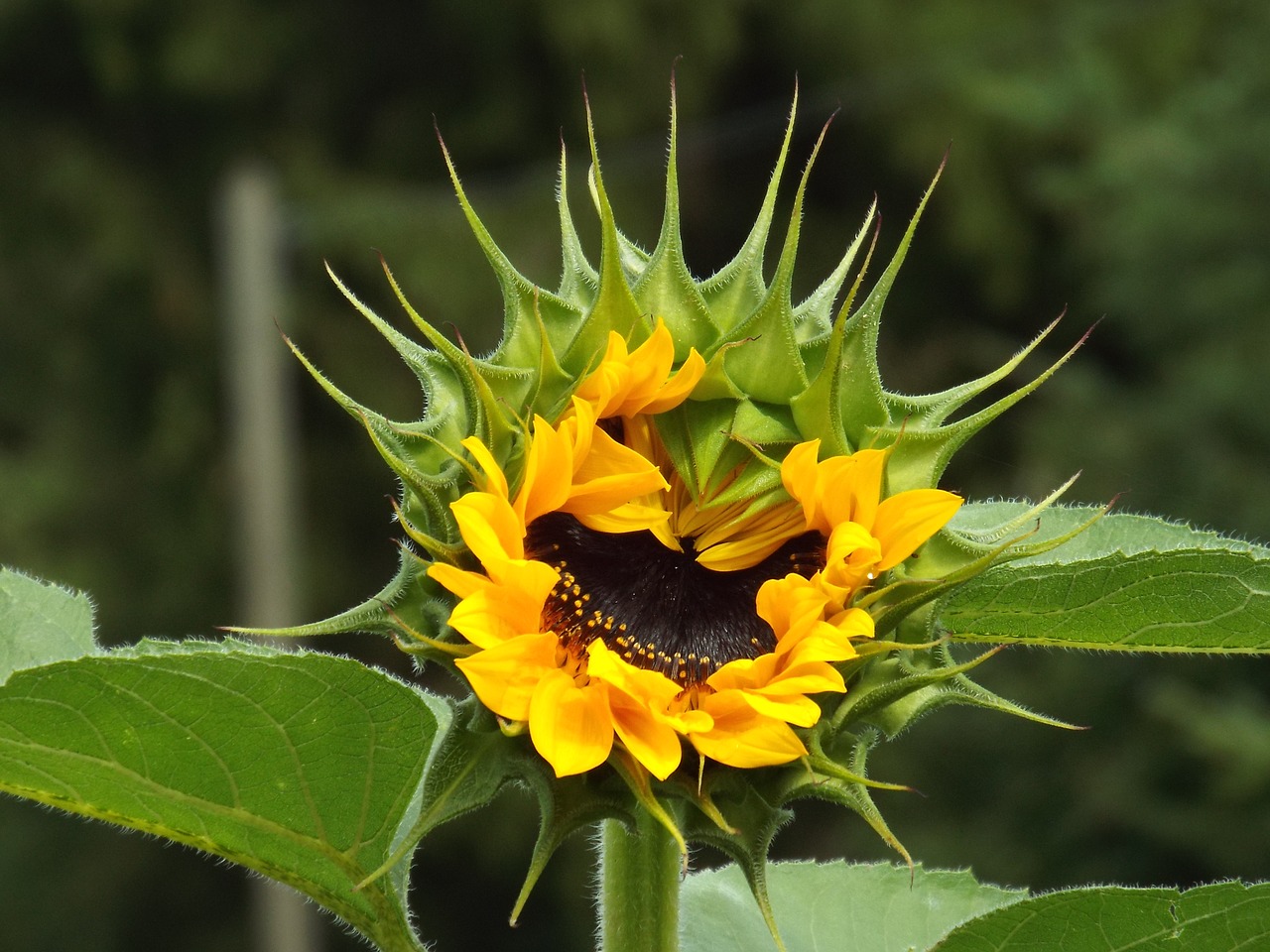 Image - sun flower close up rising bloom