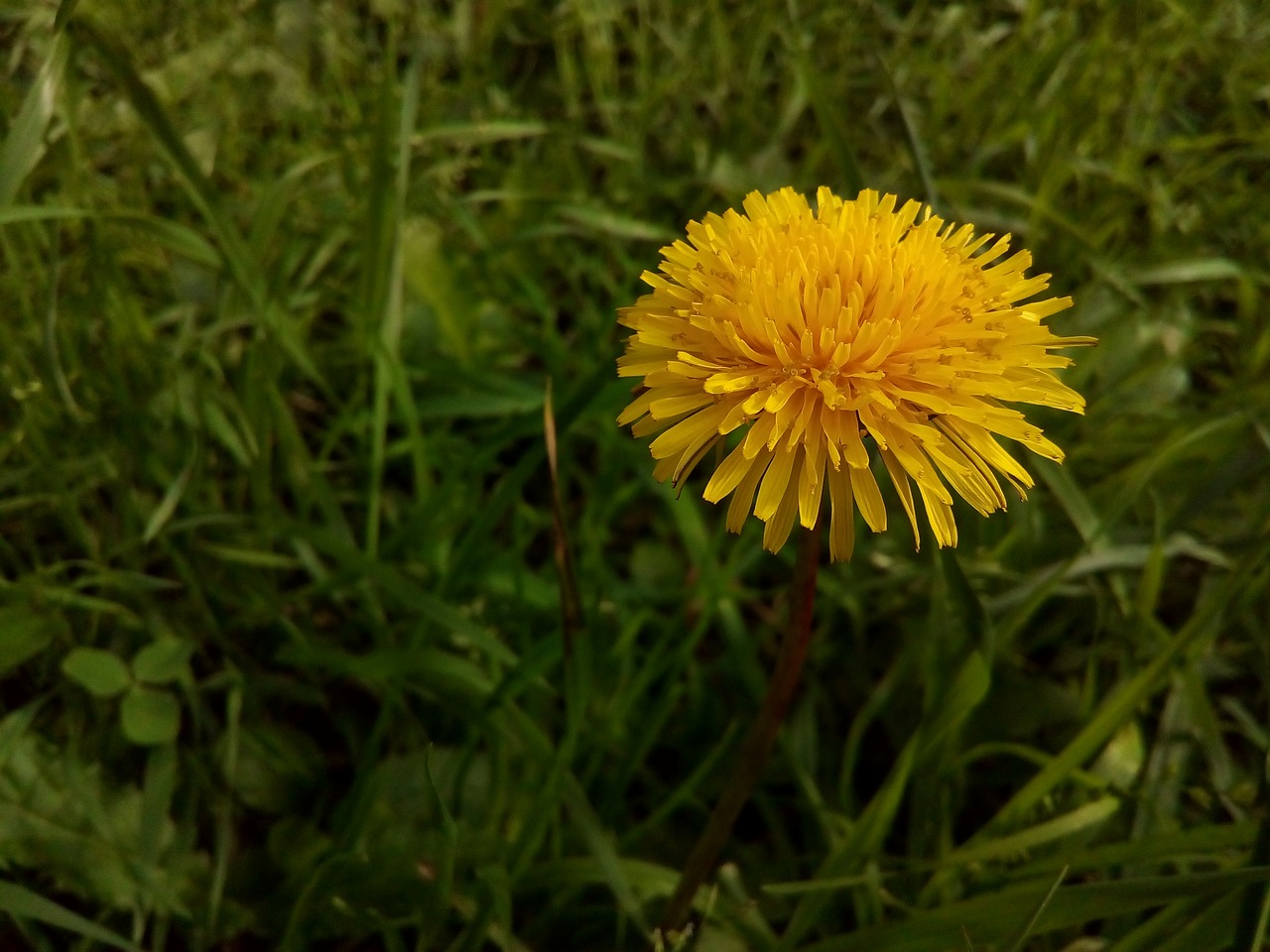 Image - dandelion field flower astrov