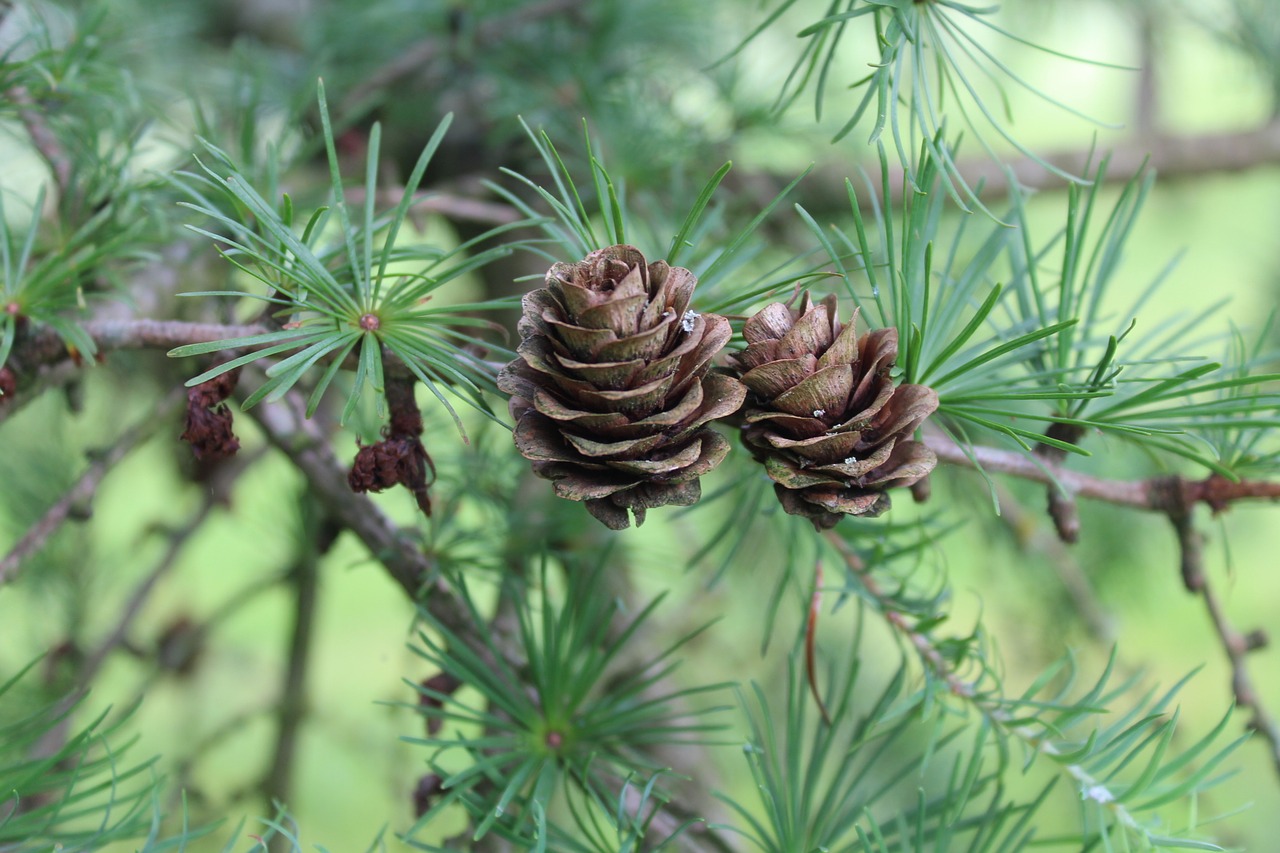 Image - cones larch nature sprig