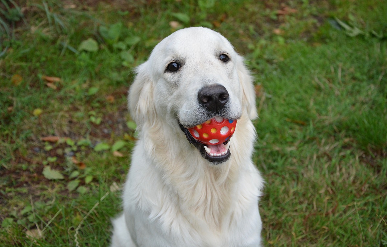 Image - dog golden retriever bitch female