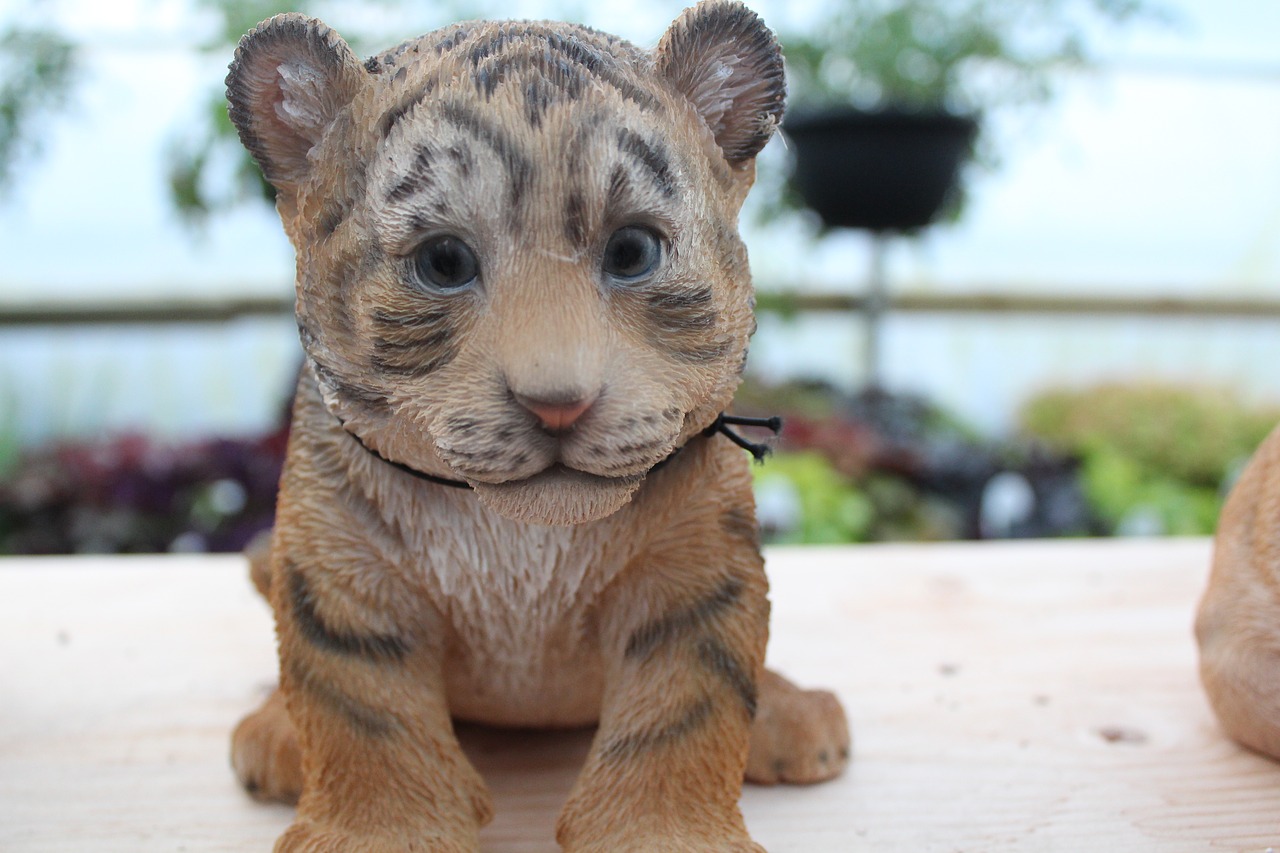 Image - baby tiger tiger baby cute cat