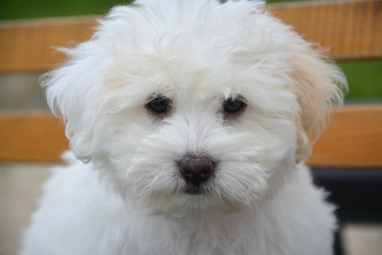 Image - puppy dog cotton tulear small dog