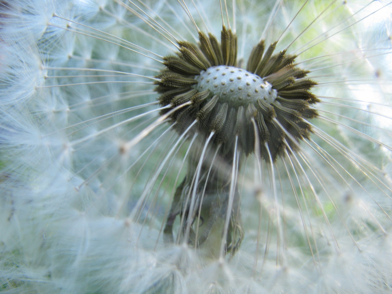 Image - dandelion taraxacum officinale