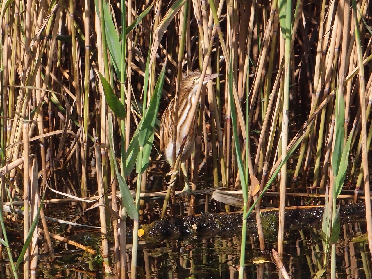 Image - birds bird bird river bittern