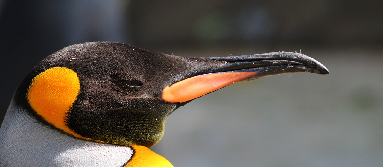 Image - penguin bird arctic zoo animal