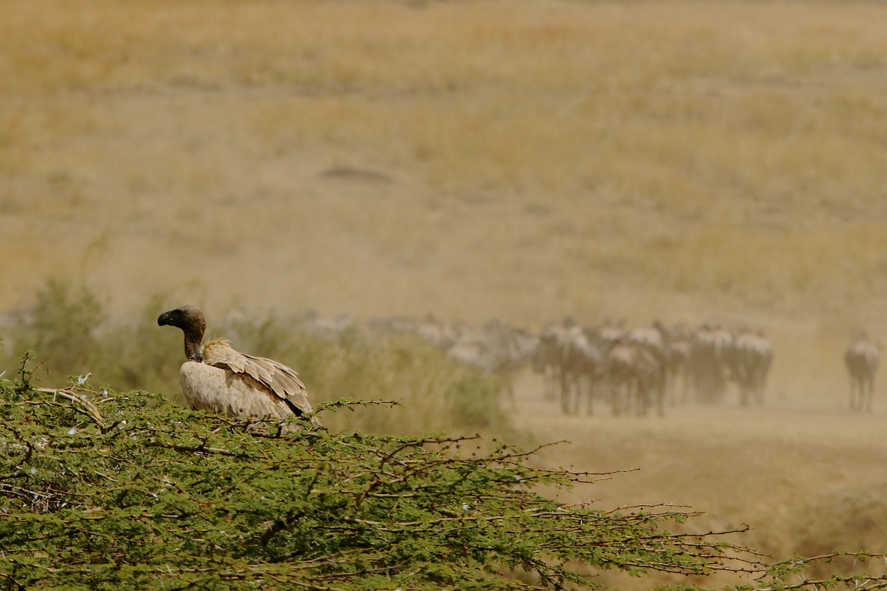 Image - wildlife kenya masai mara