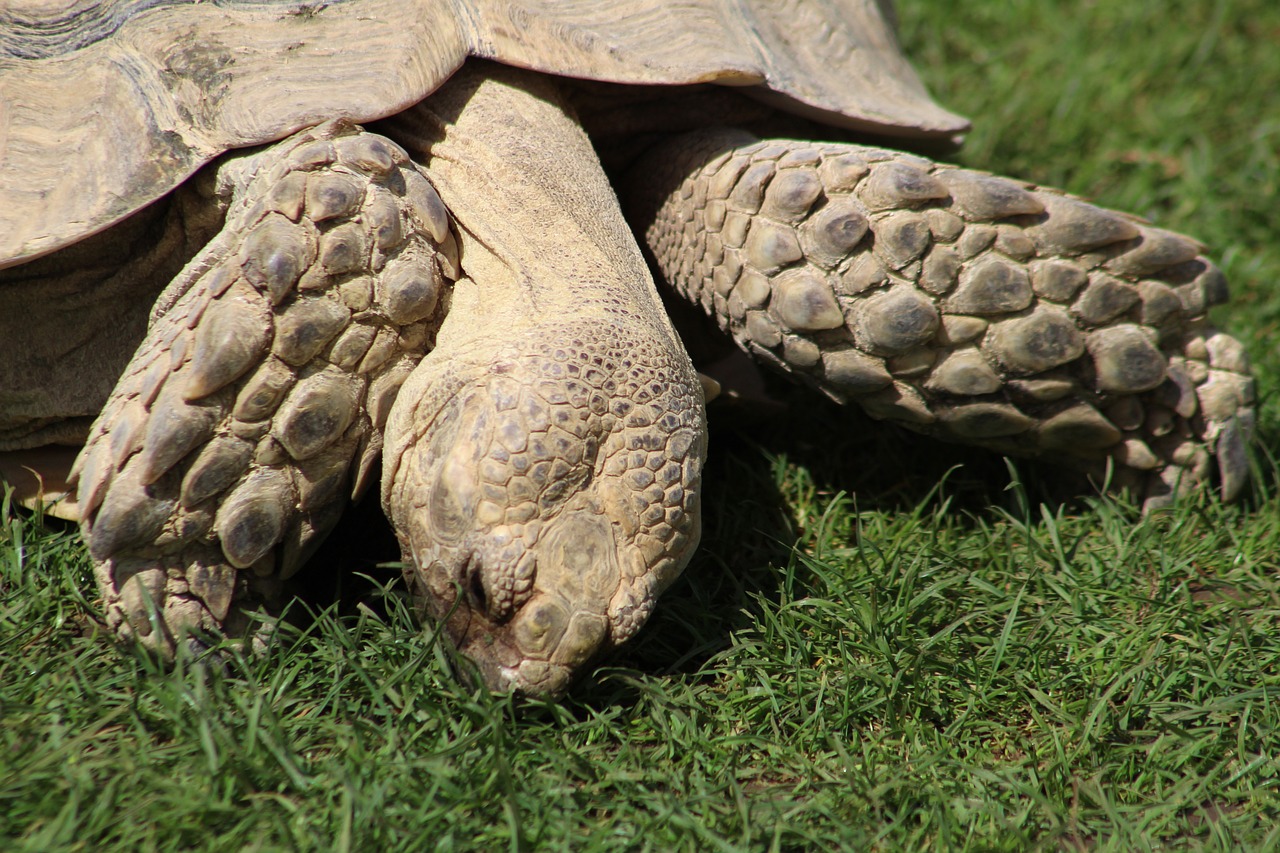 Image - tortoise reptile animal pet