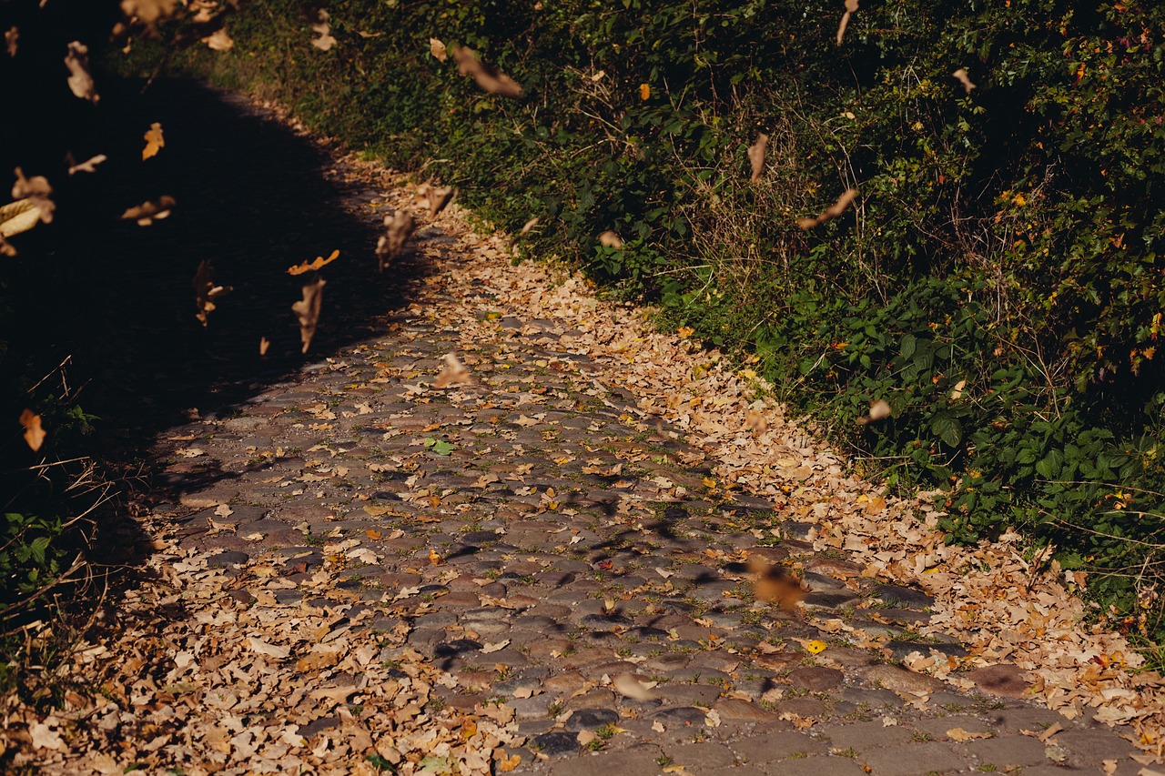 Image - cobblestone path leaves