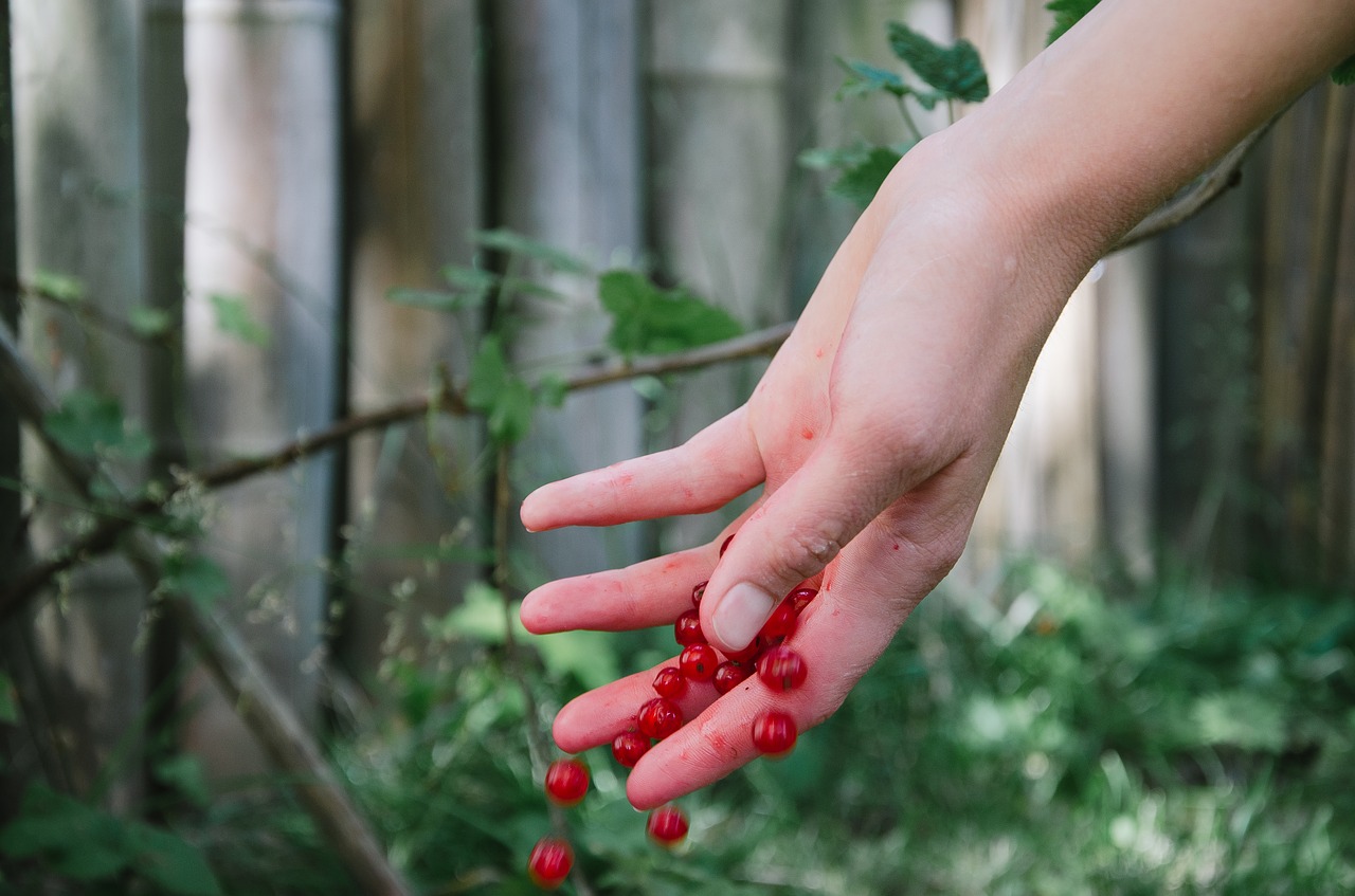 Image - hands berries garden