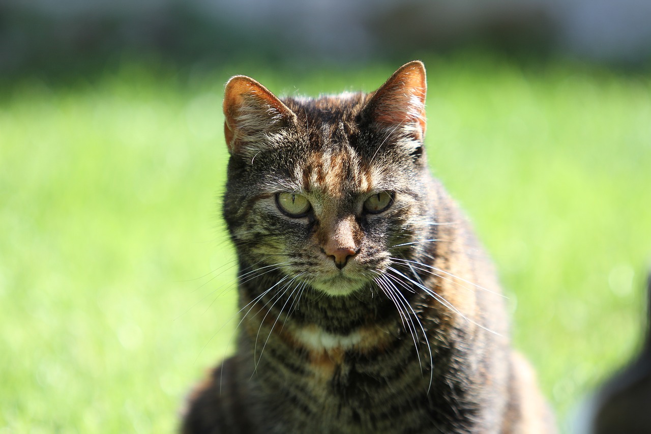 Image - cat pet domestic cat tortoise shell