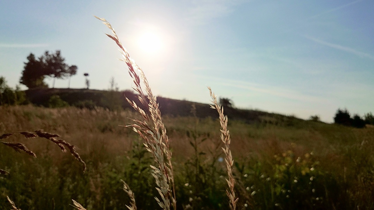 Image - wheat plants fields sunshine