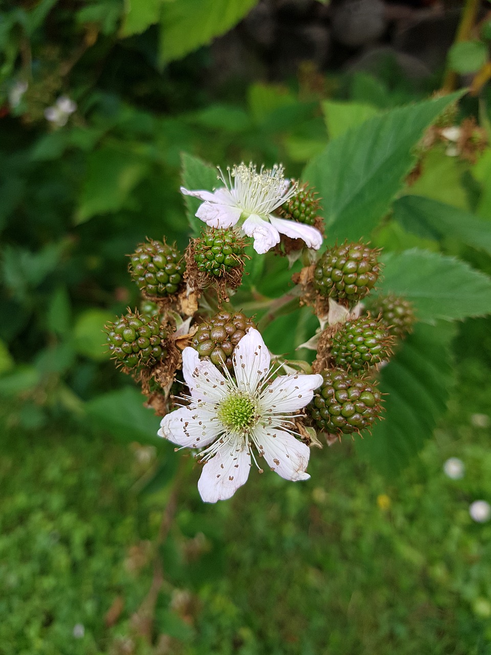 Image - blackberry harvest time autumn